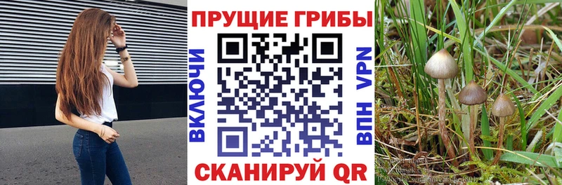 продажа наркотиков Кодинск Псилоцибиновые грибы Psilocybe